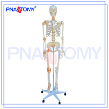 PNT-0104 180cm 175cm life size flexible skeleton model